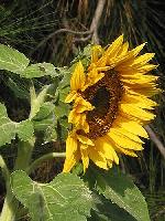 Sunflower 01 2003